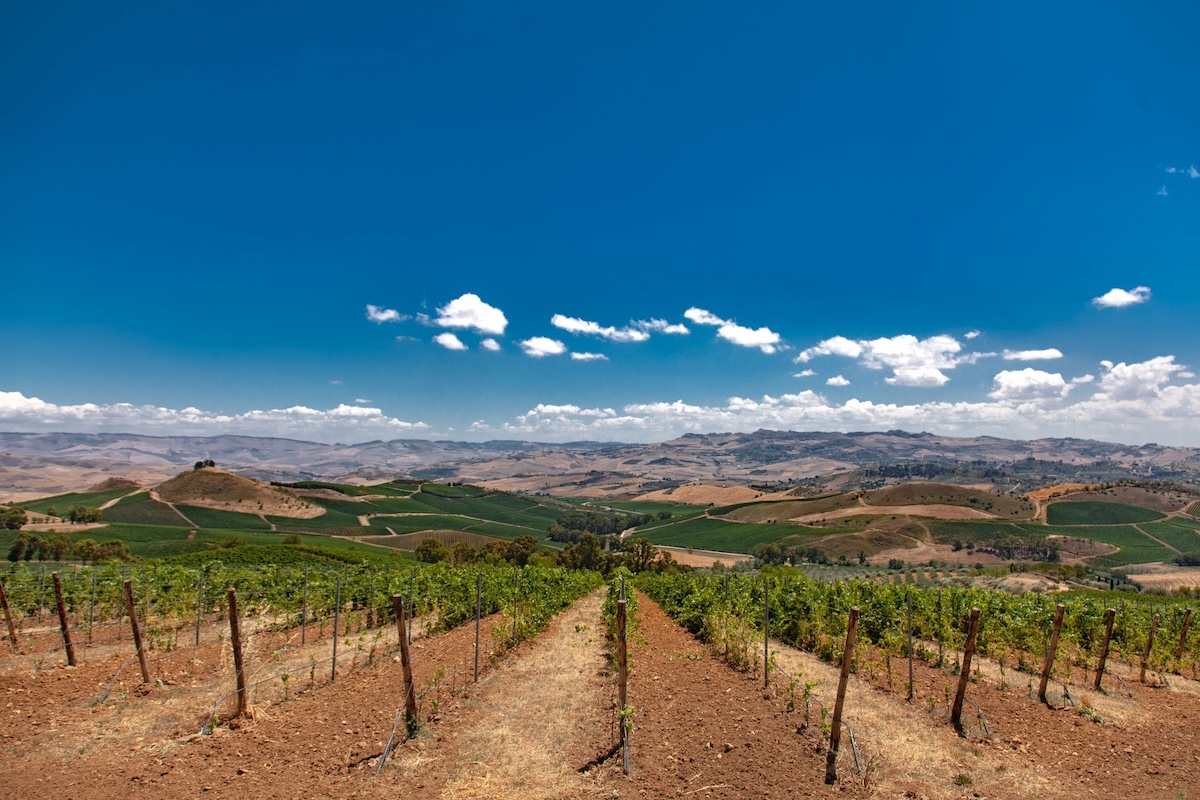 Una gestione inadeguata dello stress idrico in vigneto può ridurre le rese dell'uva fino al 15%